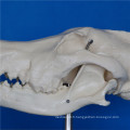 Modèle d&#39;anatomie de crâne de chien de haute qualité pour l&#39;enseignement de la biologie (R190114)